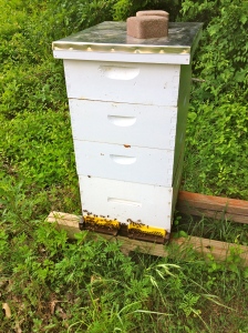 Beehive that swarmed