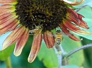 bees on sunflower