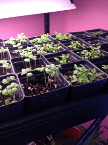seedlings under grow lights